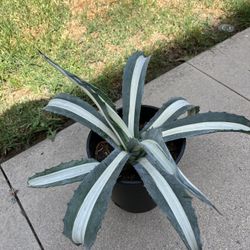 Agave 