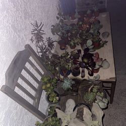 ‼️🌵🪻Moving-out PLANTS SALE‼️🌱🪴