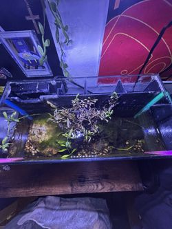 5 gal tank