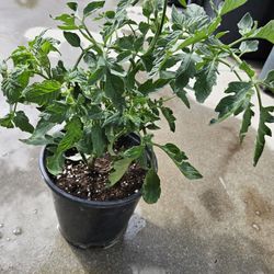 Tomates Roma 1 galon 