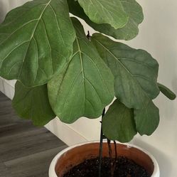 Beautiful Fiddle Leaf 🍃 Tree Plant With Big Planter 