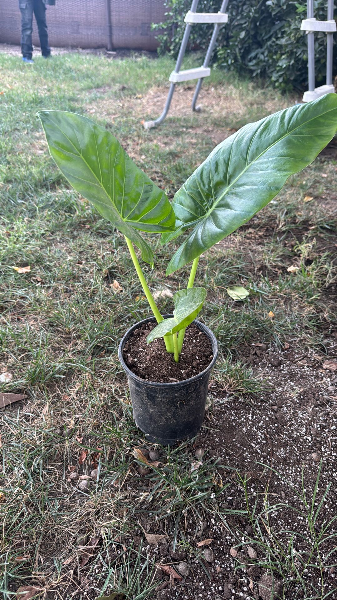 Small Elephant Ear Plant