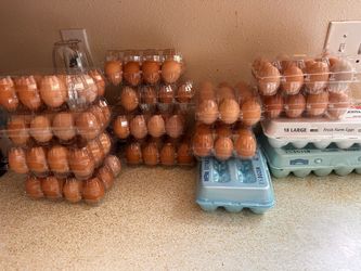 Fresh Brown Eggs – Multiple Cartons