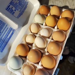 Fresh eggs
