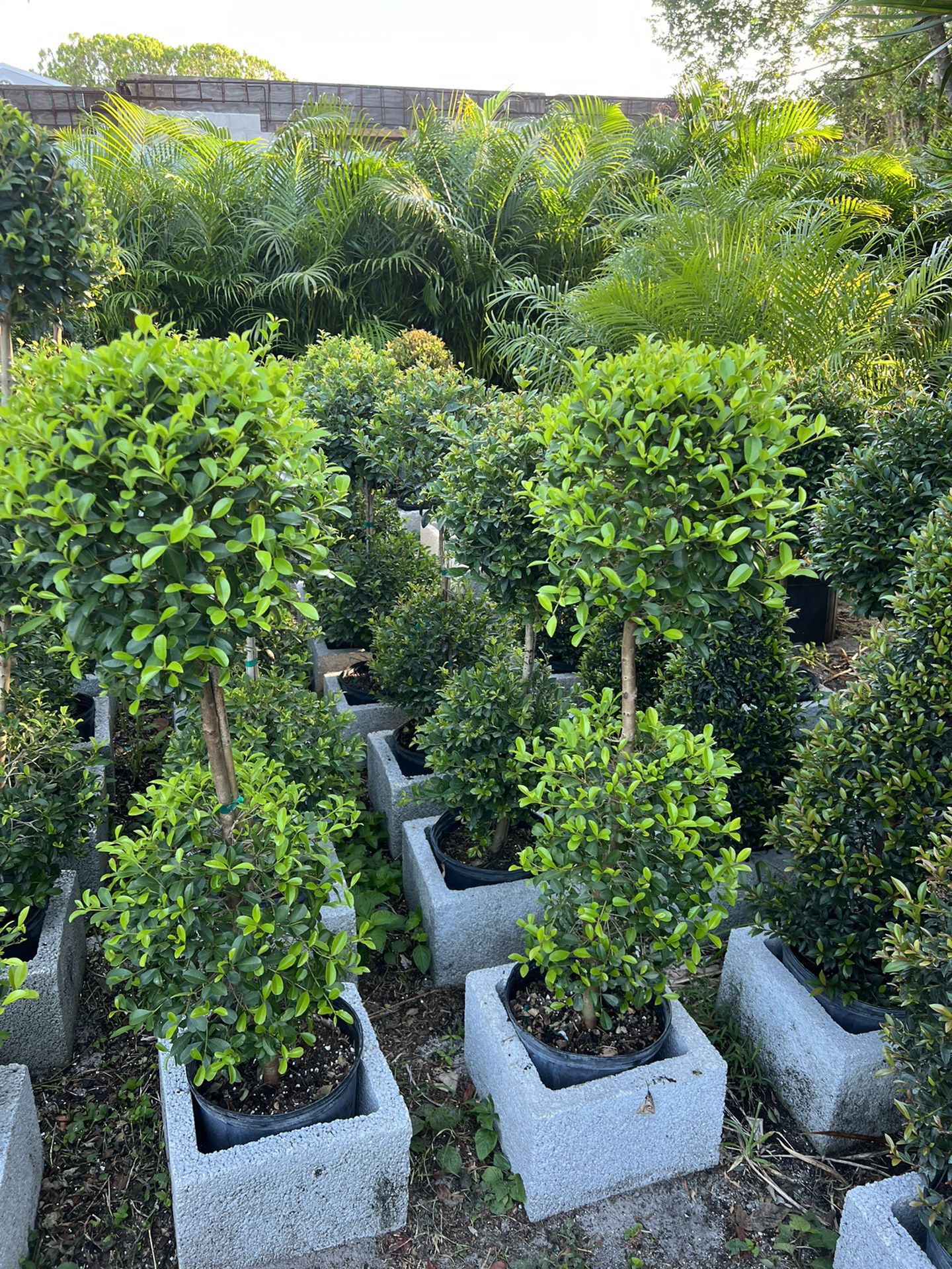 Double Ball Topiary In 3 gls Pot. SPECIAL PRICE 🤩