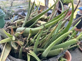 Aloe Vera