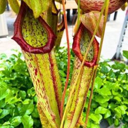 Nepenthes Pitcher Plant
