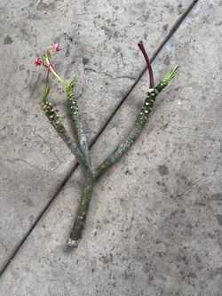 Cutting plumeria