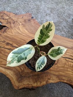 Live Rubber Plant