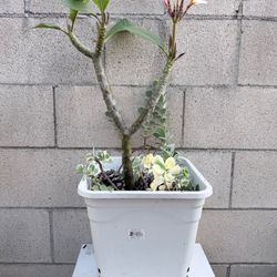 Plant Plumeria Pink