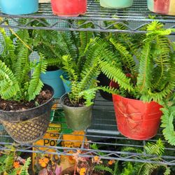 Mothers Day Natural Plants,