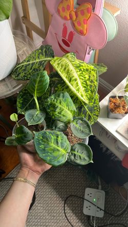 Dumb cane