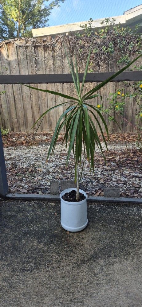 Dracaena Marginata AKA Madagascar Dragon Tree 2.5" Tall * Indoor / Outdoo