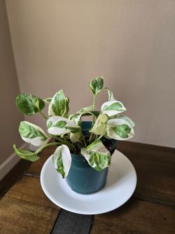 Live Plant