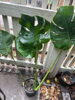 Planta