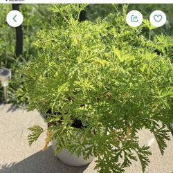 Citronella Plants Mosquitoes Repellent Large