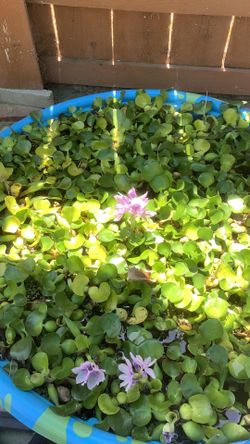 Nice pond plants