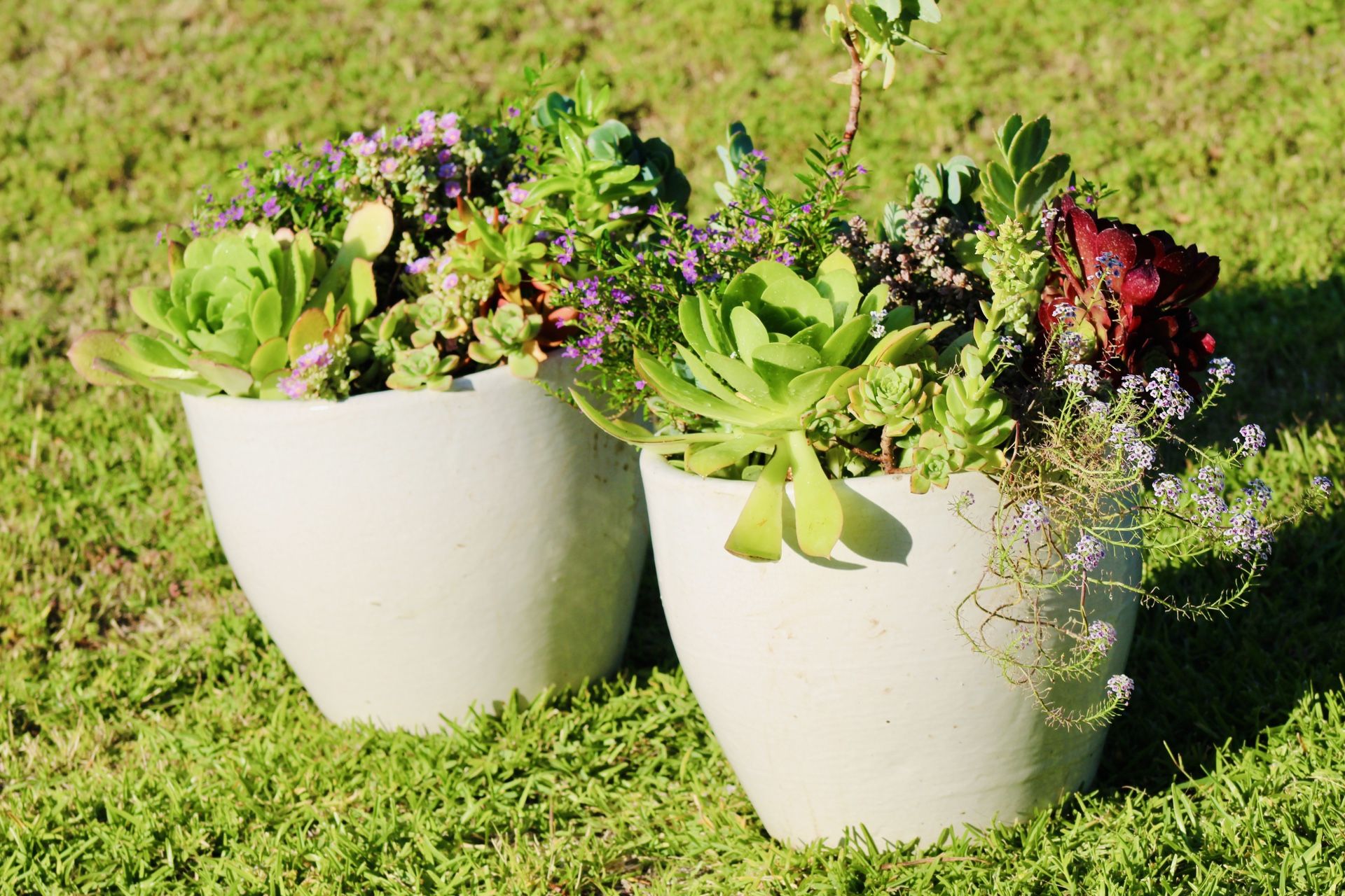 Blooming Succulents And Perennials In A Pair Of Ceramic Pots