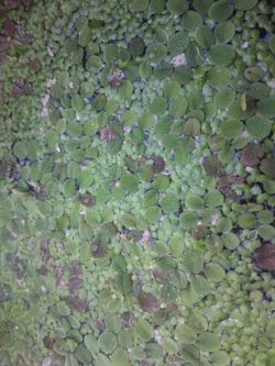 Live Floating Aquatic Fern Salvinia minima and duck weed