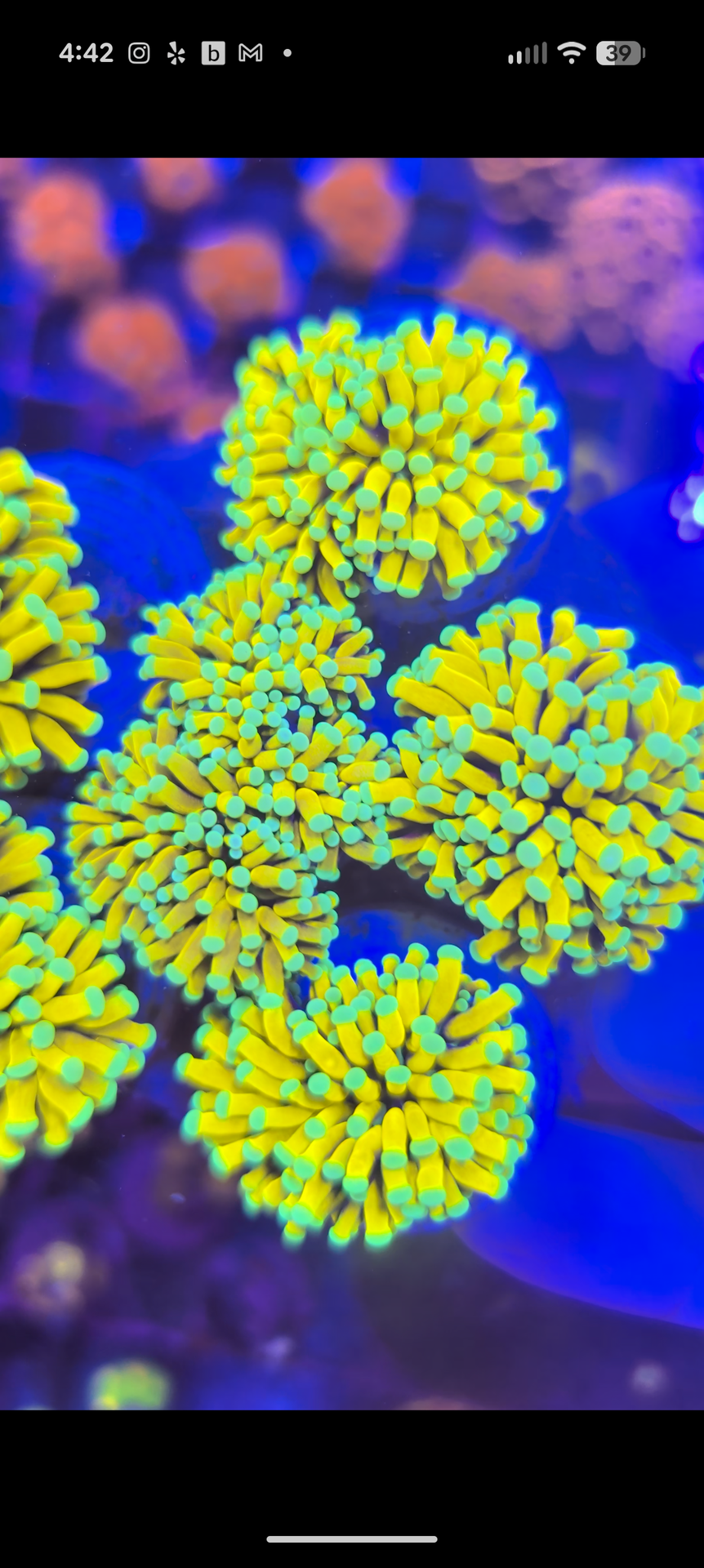 Banana Torch Fake Coral Decorations Corals Marine Aquarium Fish Tank