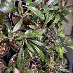 Hoyas - 4 Inch Plants