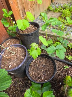 Garden Plant Grape Blue Cabernet Sauvignon