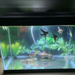 Fish tank 