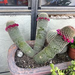 Cactus Plants 