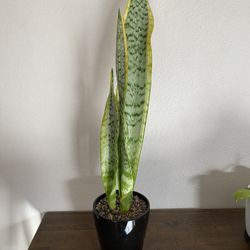 Snake Plant
