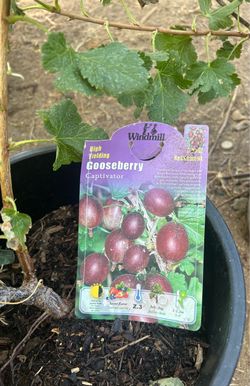 Gooseberry plant