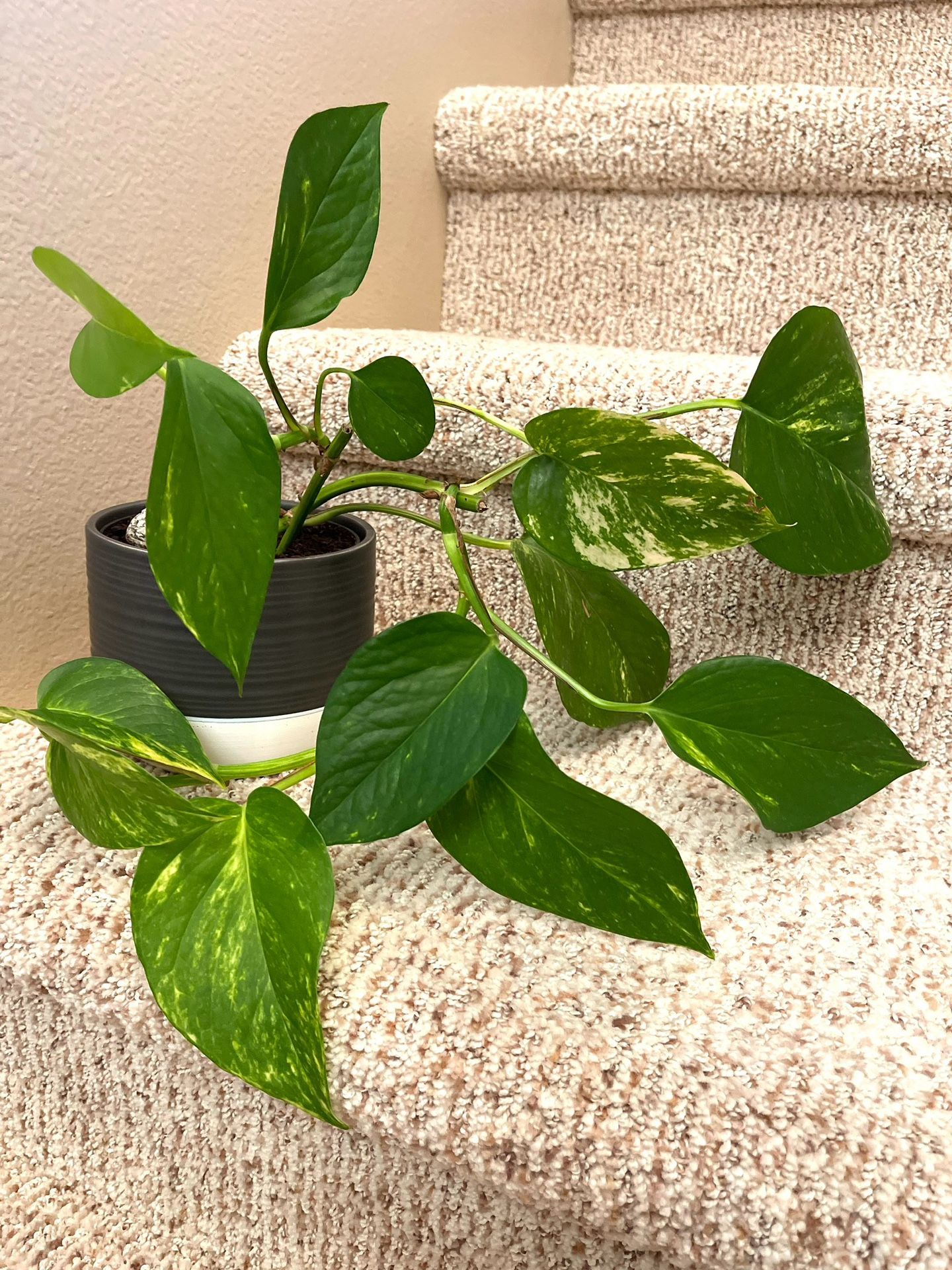 Golden Pothos House Plant In Beautiful Textured Ceramic Pot 4"H.