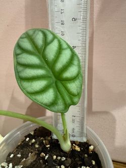 Alocasia silver dragon plant
