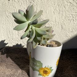 Sunflower Coffee Mug With A Succulent Plant 