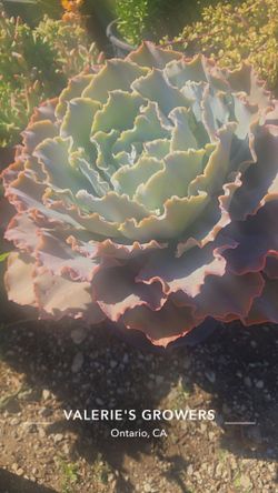 Echeverias