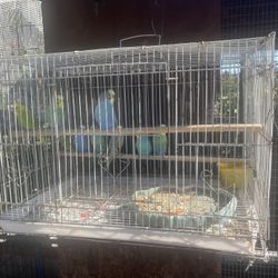 Parakeet Cage