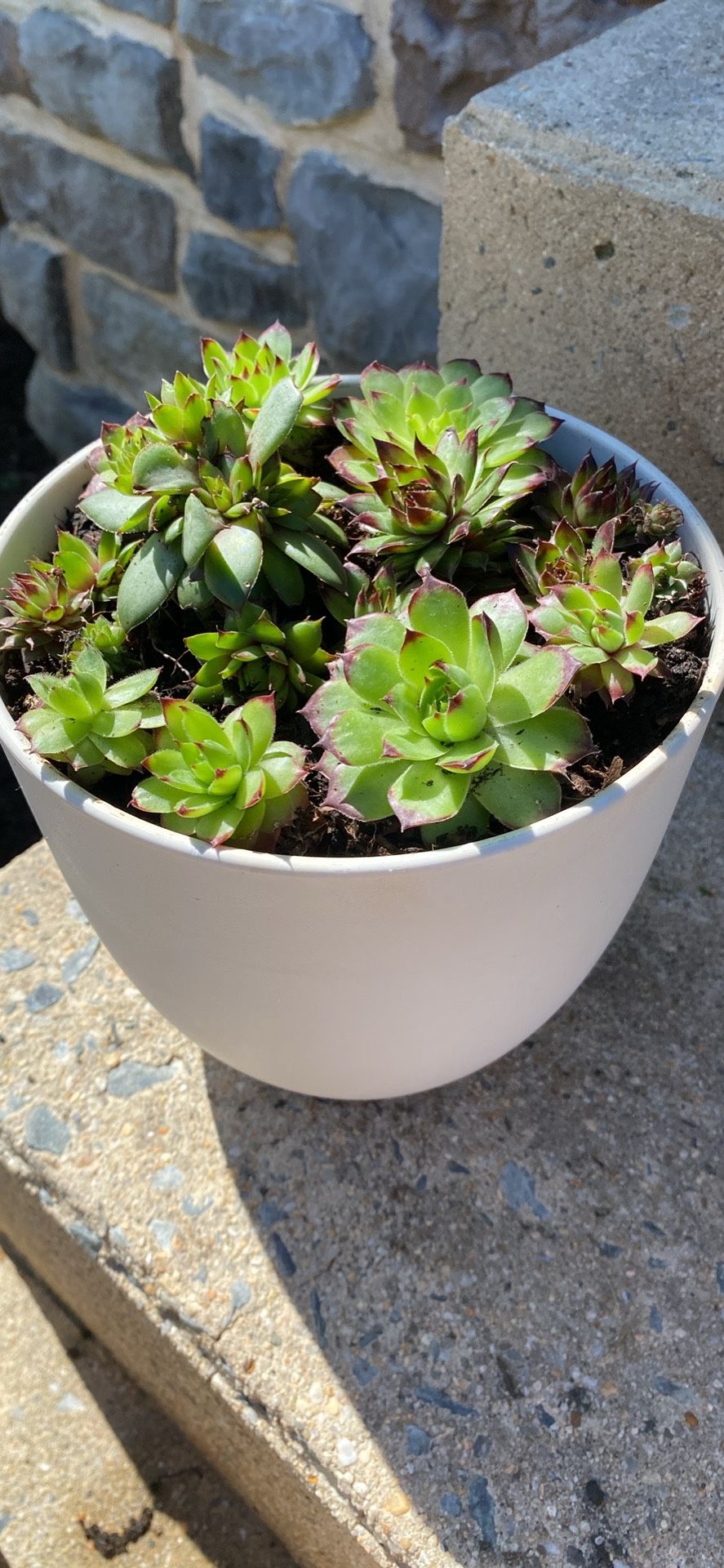 Potted Succulent Planter