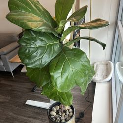 4ft Fiddle Leaf Fig (Ficus Lyrata) with Gold Planter – Large & Healthy Indoor Tree