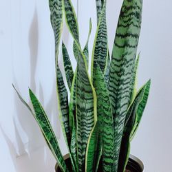 Snake Plants
