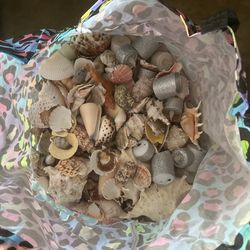 Seashells And Fushnets
