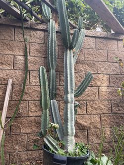 Cactus For Sale