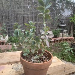 Mature Succulent Houseplants: Mother Of Thousand  (2yr)