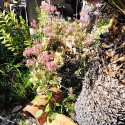 Succulents Free For Pickup