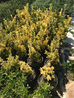 I’m Selling Plants In Different Color