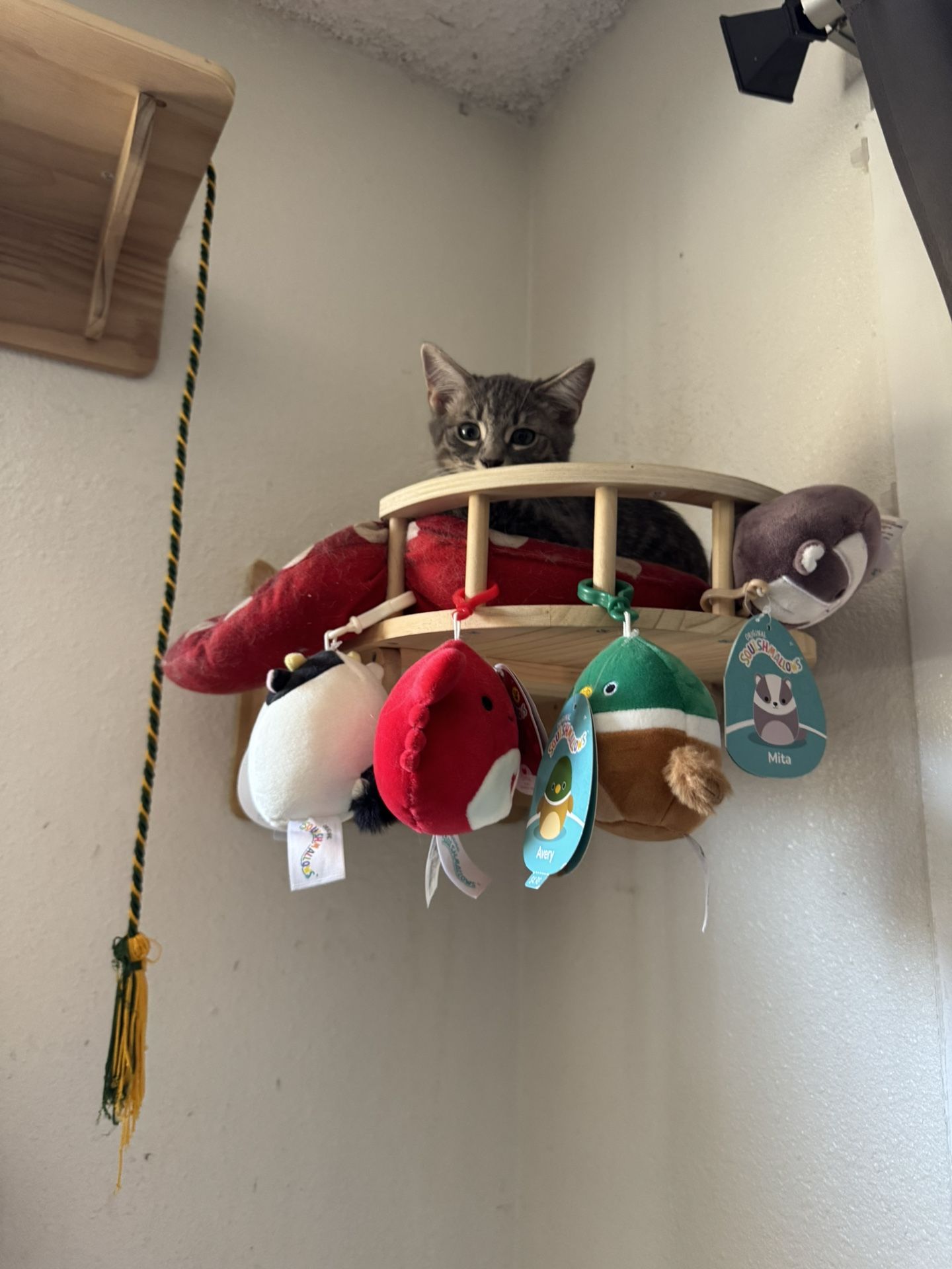 Cat Plushie Rehoming