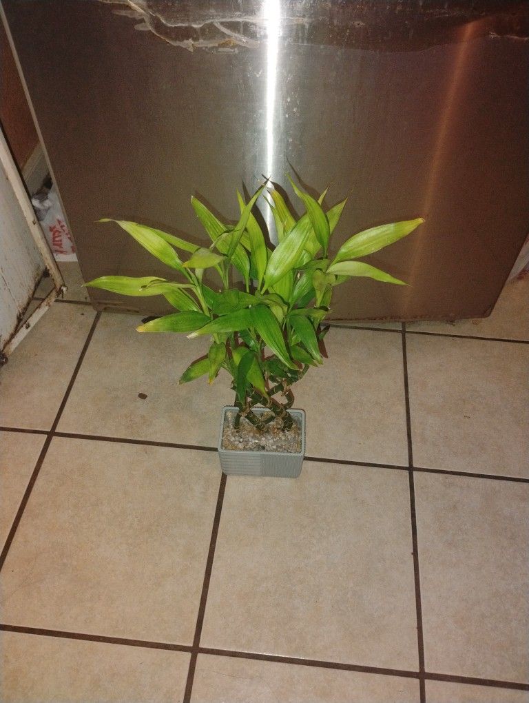 Bamboo Plant