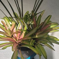 Plants In Big, New Pot
