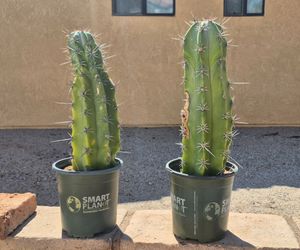 Tall cactus. $20.  Foothills/Fortuna road