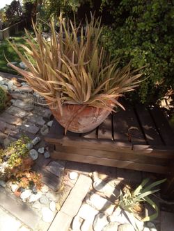 Aloe vera plant in pot terracotta pot