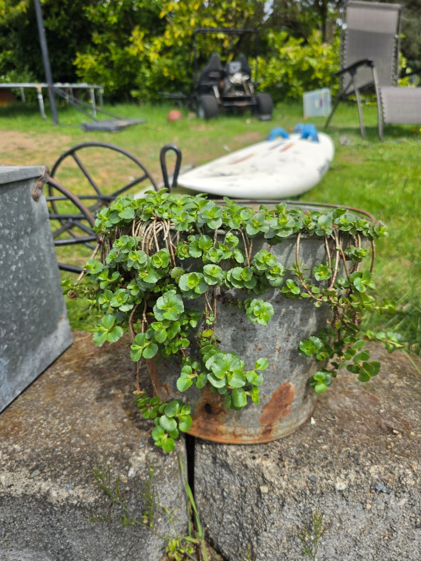 Metal Bucket with Plant Garden Decor
