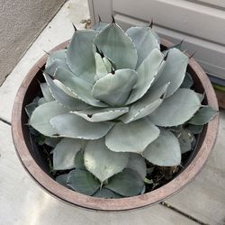 Agave Plant 